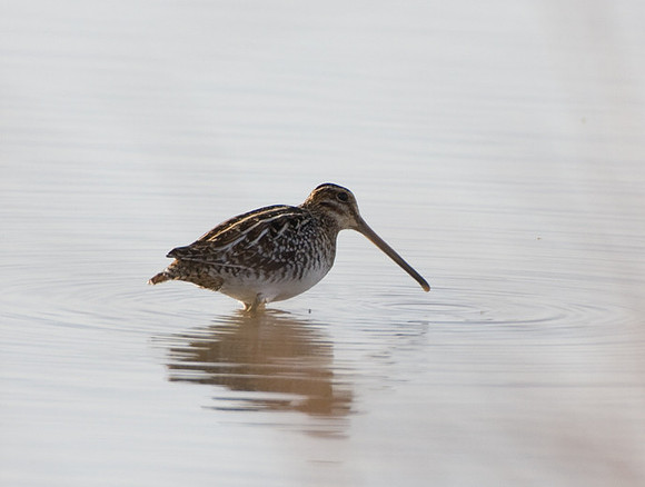 Wilson's Snipe