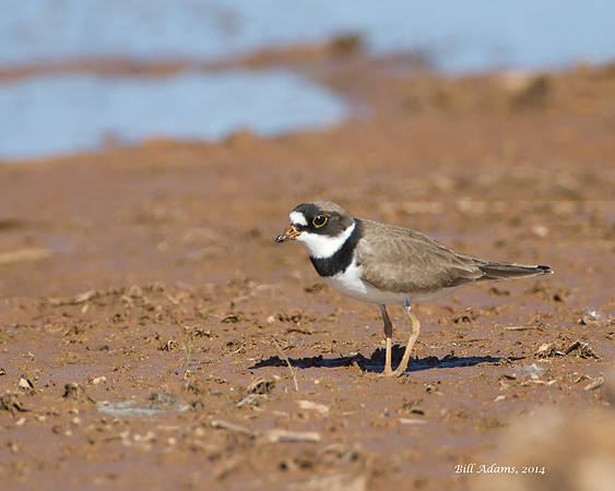 Semipalmated Plover