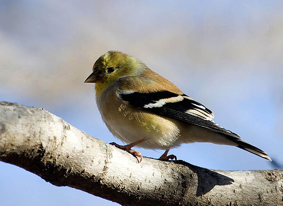 American Goldfinch