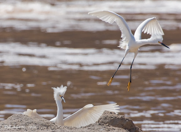 Snowy Egrets