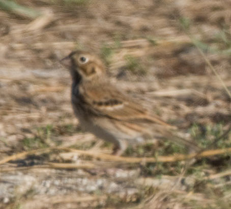 Vesper Sparrow