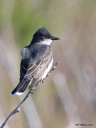 Eastern Kingbird