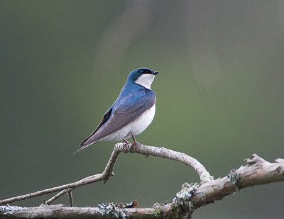 Tree Swallow