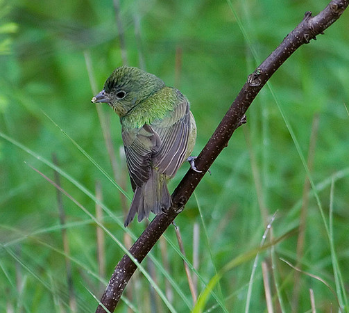 Female Painted Bunting