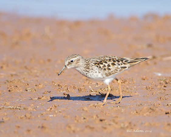Least sandpiper