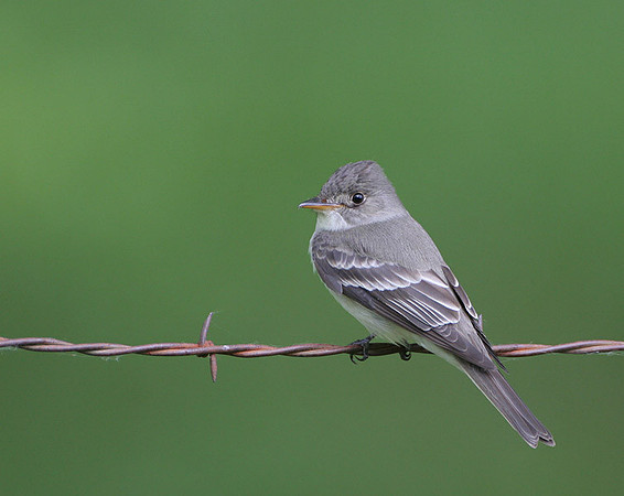Eastern Wood-Pewee
