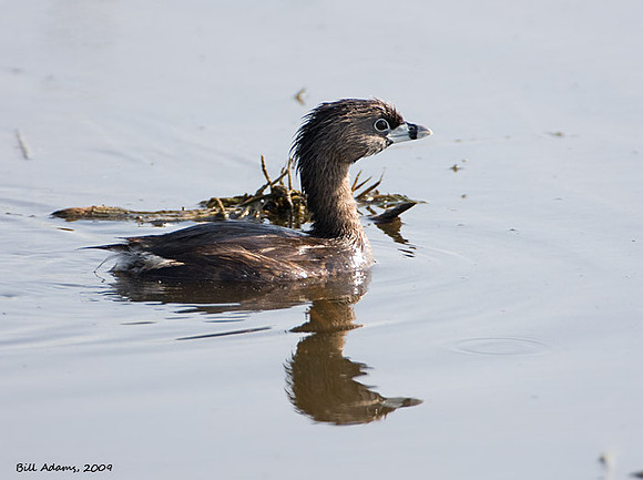 Pie-billed Grebe