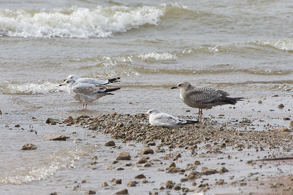 Herring and Ring-billed Gulls
