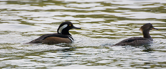Hooded Mergansers