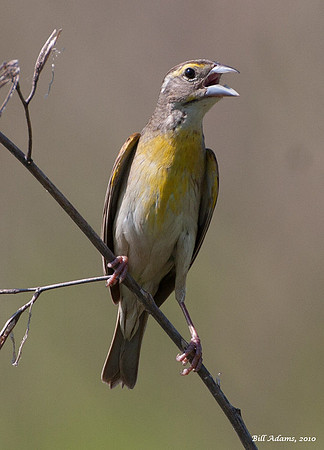 Dickcissel