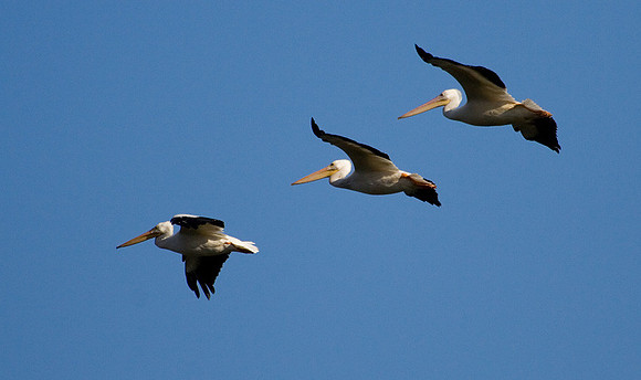 American Pelicans