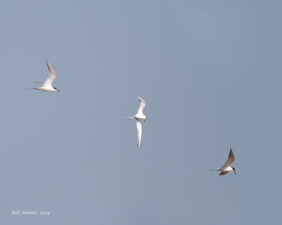 Forster's Tern, multiple shots
