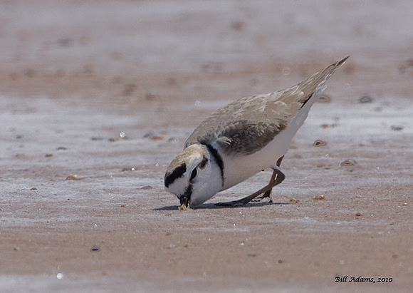 Snowy Plover