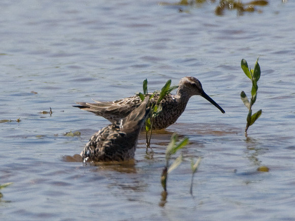 Stilt Sandpipers