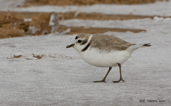 Snowy Plover