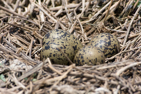 Black-necked Stilt Nest