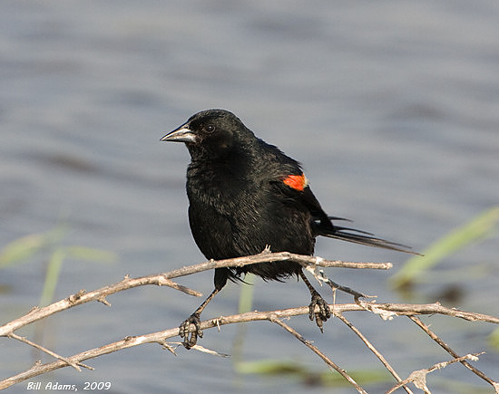 Red-winged Blackbird