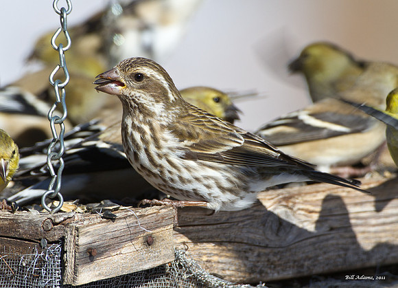 Purple Finch