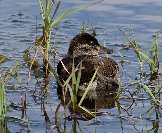 Ruddy Duck