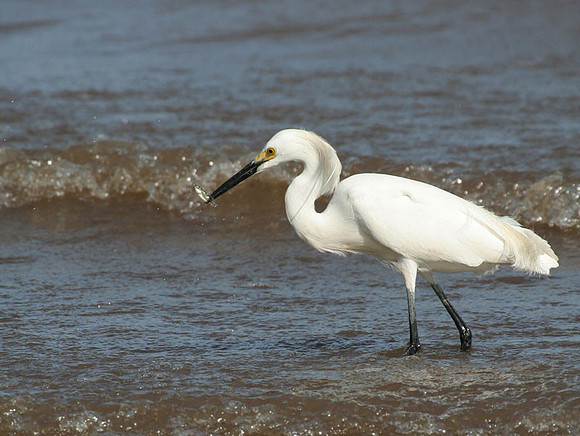 Snowy Egret Fishing