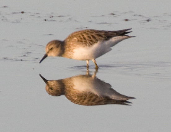 Least Sandpiper