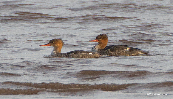 Red-breasted Mergansers