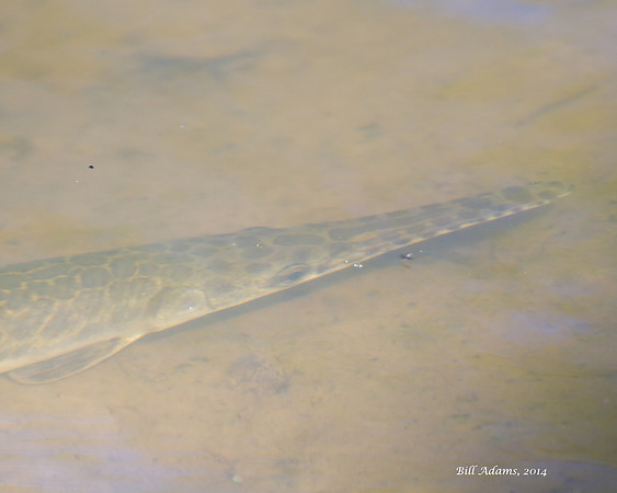 Gar