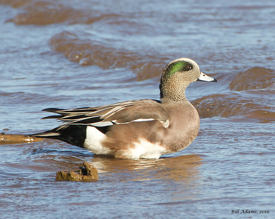 American Wigeon