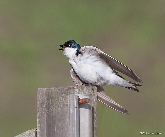 Tree Swallow