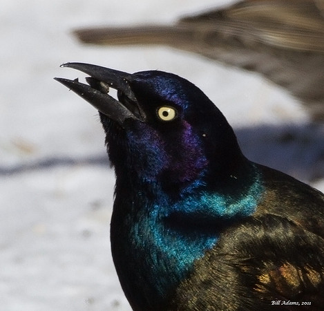 Common Grackle