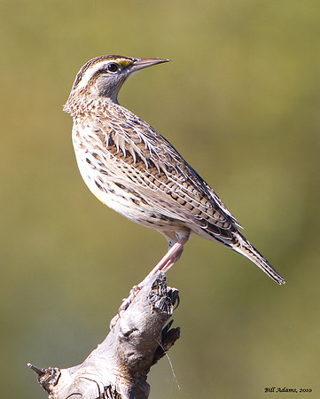Meadowlark