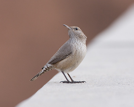 Rock Wren