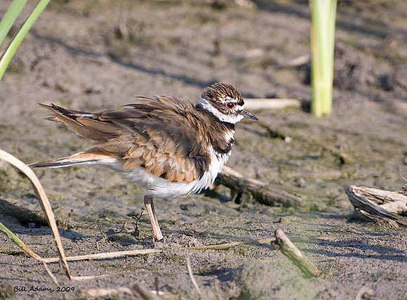 Killdeer