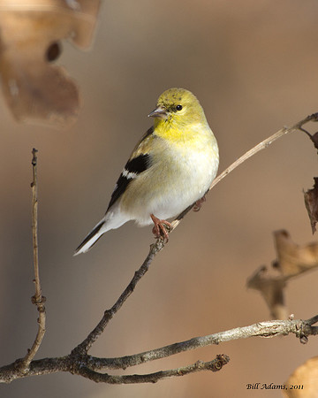 American Goldfinch