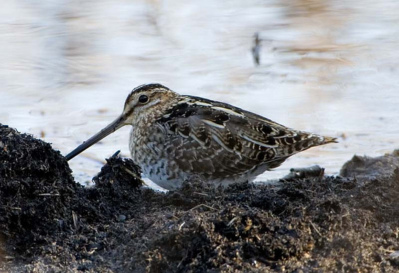 Wilson's Snipe