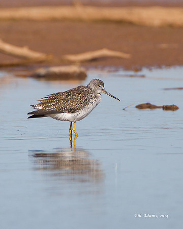 Lesser Yellowlegs