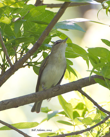 Red-eyed Vireo