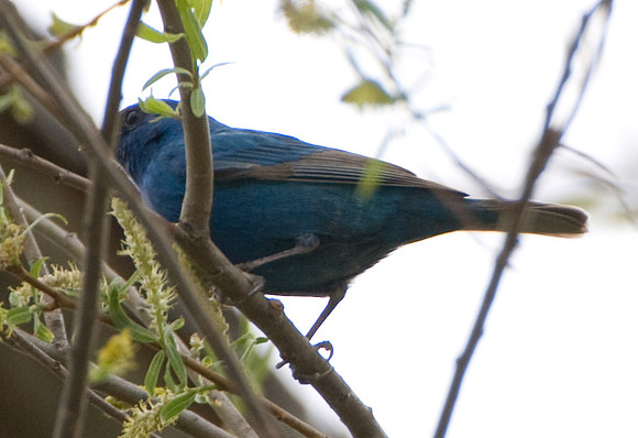 Indigo Bunting
