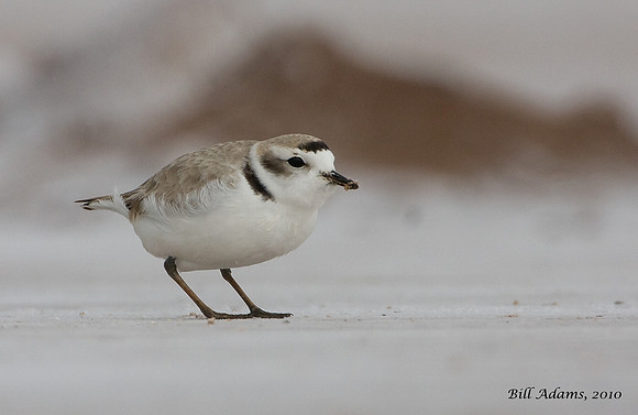 Snowy Plover