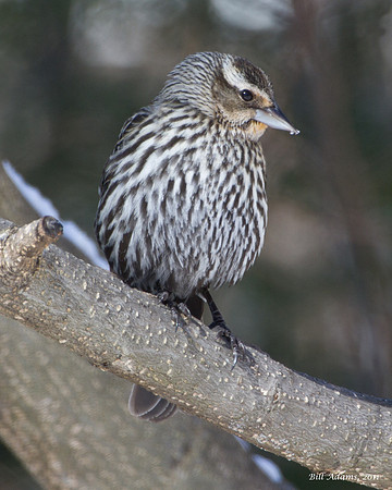 Red-winged Blackbird