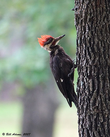 Pileated Woodpecker
