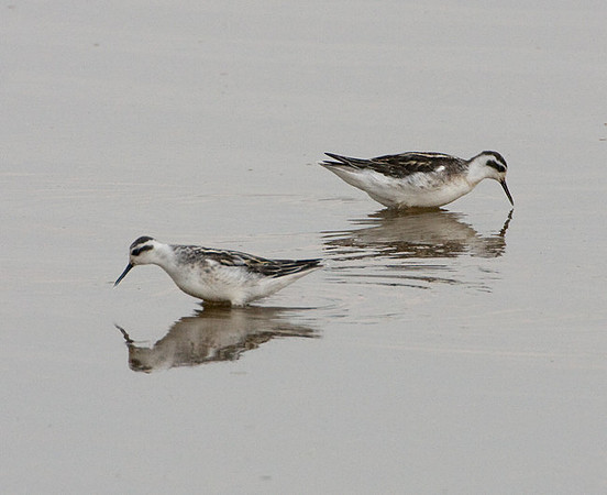 Red-necked Phalaropes