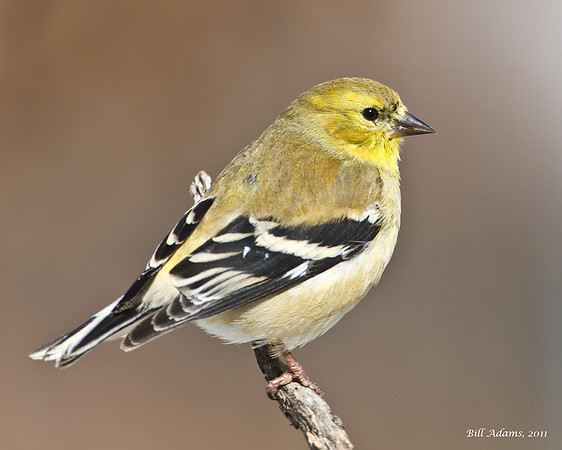 American Goldfinch