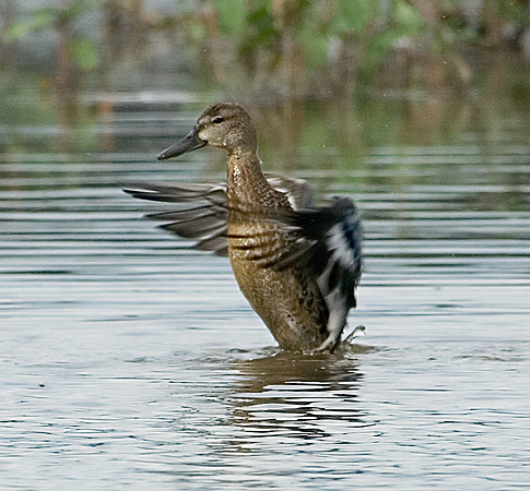 Blue-winged Teal