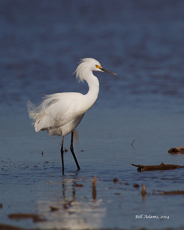 Snowy Egret
