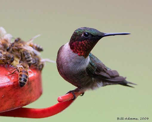 Ruby-throated Hummingbird