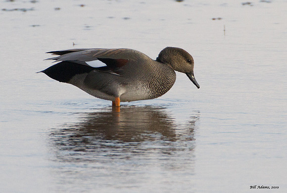 Gadwall