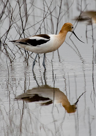 American Avocet