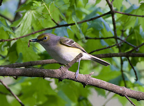 White-eyed Vireo