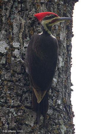 Pileated Woodpecker
